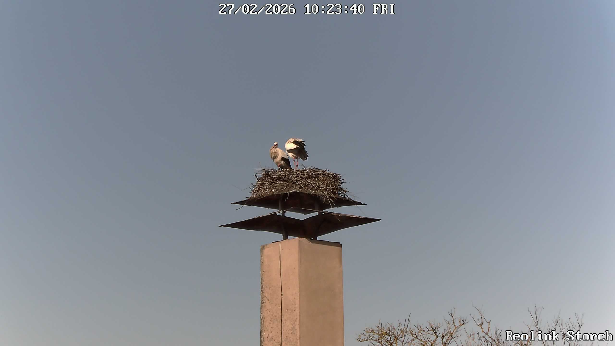 Storchencam Bild